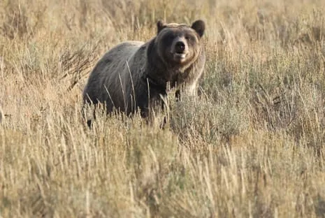 Trail Walker Attacked by Wild Animal in Wilderness Area Transported to Hospital